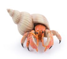 Hermit crab figure PA-56054 Papo 1