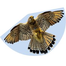 Falcon Kite GU1230 Günther 1