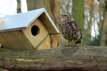 Little owl box ED-NK44 Esschert Design 1