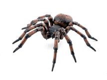 Common spider figurine PA-50292 Papo 1