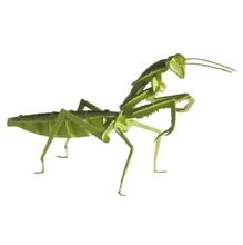 3D Paper model - Mantis FRI-11624 Fridolin 1