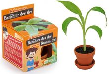 I grow my Banana tree RC-014265 Radis et Capucine 1