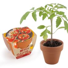 Organic tomato in terracotta pot RC-003565 Radis et Capucine 1