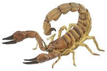 Scorpion figure PA50209 Papo 1