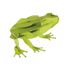 3D Paper model - Frog FR-11609 Fridolin 2
