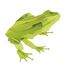 3D Paper model - Frog FR-11609 Fridolin 1