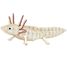 3D Paper model - Axolotl FR-11755 Fridolin 1