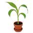 I grow my Banana tree RC-014265 Radis et Capucine 2
