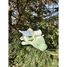 Hug pillow Drago the dragon 53 cm NE-15210-51 Nemu Nemu 3