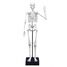 Skeleton 45 cm BUK-2180 Buki France 3