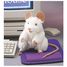 Handpuppet White Mouse FO-2219 Folkmanis 2