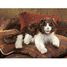 Handpuppet Ragdoll Cat FO-2558 Folkmanis 3