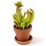 I grow my Flytrap RC-027001 Radis et Capucine 2