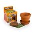 I grow my Dancing Plant RC-028733 Radis et Capucine 4