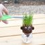 Mr GREEN - grass kit RC-015417 Radis et Capucine 3