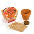 Organic tomato in terracotta pot RC-003565 Radis et Capucine 2