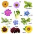 Butterfly Flower Seed Box RC-039581 Radis et Capucine 5