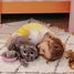Cat plush toy mother and her grey baby DE74801 Les Déglingos 4