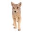 Jackal figurine PA-50259 Papo 4