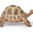 Hermann's Turtle Figurine PA-50264 Papo 2