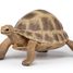 Hermann's Turtle Figurine PA-50264 Papo 4