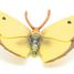 Clouded yellow butterfly figure PA-50288 Papo 3