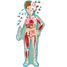 The human body SJ-5453 Sassi Junior 2