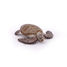 Loggerhead Turtle Figurine PA56005-2937 Papo 5