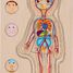 Human body puzzle, boy GK57361 Goki 5