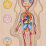 Human body puzzle, girl GK57362 Goki 5