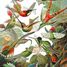 The HAECKEL Hummingbirds WA539-500 Puzzle Michele Wilson 4