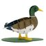 3D Paper model - Mallard Drake FRI-11756 Fridolin 1