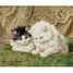 Two kittens by Ronner-Knip A1368-80 Puzzle Michele Wilson 4
