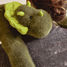 Weighted Green Dinosaur Plush 40 cm HO3362 Histoire d'Ours 2