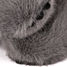 Weighted Gray Koala Plush 40 cm HO3365 Histoire d'Ours 8