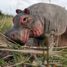 Wudimals Hippopotamus WU-40457 Wudimals 4