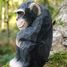 Wudimals Chimpanzee WU-40722 Wudimals 3