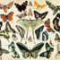 Butterflies according to Millot K1227-100 Puzzle Michele Wilson 2