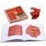 Box 40 red and orange boards + art book KARLRP22-4356 Kapla 4