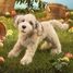 Handpuppet Labradoodle dog FO-3136 Folkmanis 3