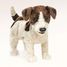 Handpuppet Jack Russel Terrier dog FO-2848 Folkmanis 6
