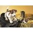 Handpuppet Jack Russel Terrier dog FO-2848 Folkmanis 5