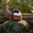 Sparrow bird plush toy 15 cm HO3441 Histoire d'Ours 4