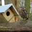 Little owl box ED-NK44 Esschert Design 1
