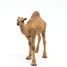 Dromedary figure PA50151-3375 Papo 7