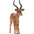 Impala figure PA50186 Papo 3