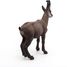 Chamois figurine PA53017-4540 Papo 6