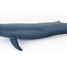 Blue whale PA56037 Papo 5