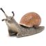Snail figure PA-50262 Papo 6