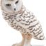 Snowy Owl PA50167-4759 Papo 1